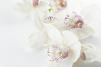Flowers, Stains, Spots, Buds, Orchids HD wallpaper