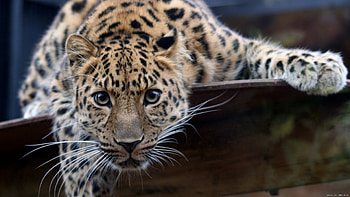 Animals, Leopards HD wallpaper