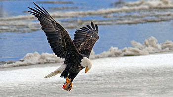 The Prize, winter, fish, Eagle, lake, snow HD wallpaper