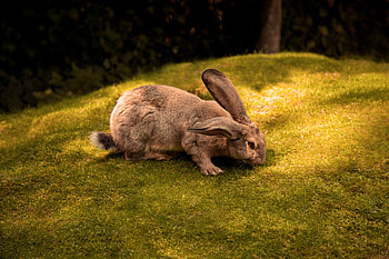 Rabbit , rabbit, animals HD wallpaper