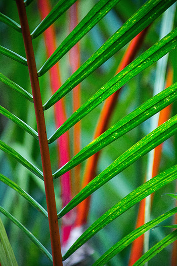 Leaves, Plant, Macro, Branch, Tropical HD phone wallpaper