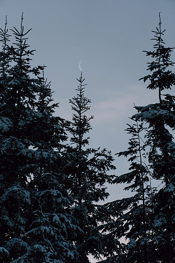 Winter, Nature, Trees, Moon, Snow, Fir-Trees HD phone wallpaper
