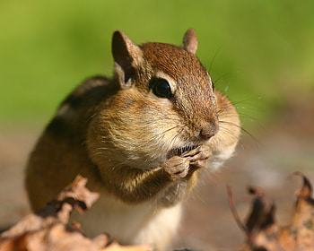Animals, Grass, Chipmunk, Stocks, Reserves, Cheeks HD wallpaper