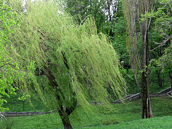 Willow tree , Enchanting forest, Captivating beauty, Serene atmosphere HD wallpaper
