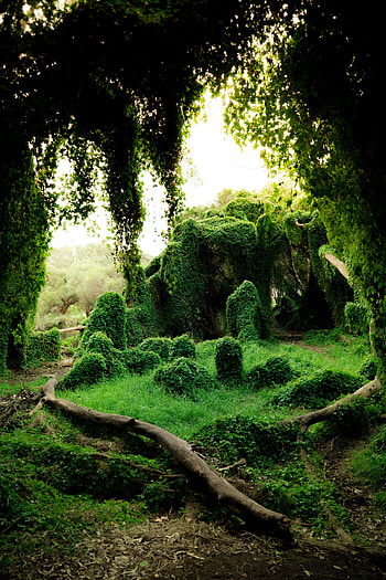 Nature, Trees, Grass, Bush, Greens, Ivy HD phone wallpaper