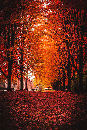 Nature, Trees, Autumn, Park, Foliage HD phone wallpaper