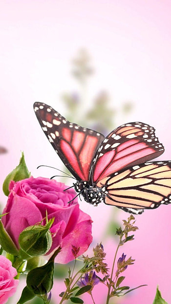 Beautiful Flowers Roses, Beautiful Butterfly HD phone wallpaper
