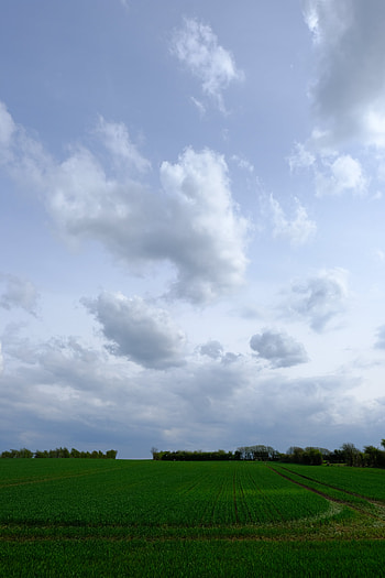 Nature, Grass, Clouds, Horizon, Field HD phone wallpaper
