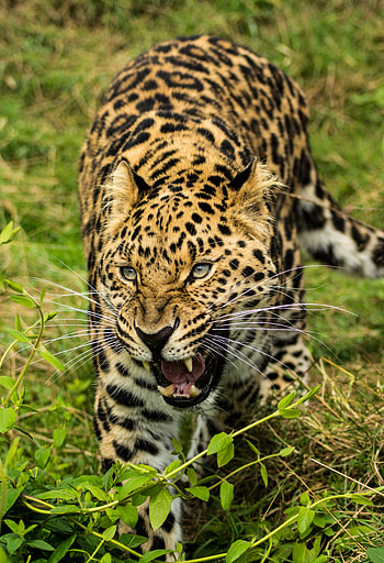 Animals, Leopard, Predator, Big Cat, Sight, Opinion, To Fall, Mouth HD phone wallpaper