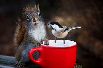 animal, cute, funny, squirrel HD wallpaper