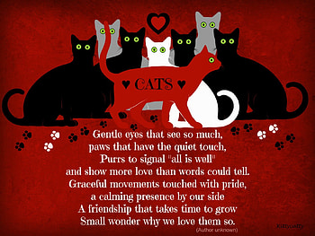 Cats Poem , gentle eyes, black cat, cats, meow, cat, paws, purr, white cat, animals, love, grey cat, poem HD wallpaper