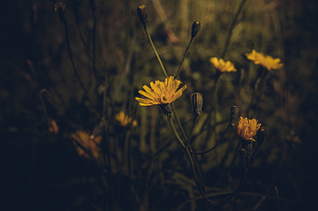 Flower, Plant, Macro, Dark, Field HD wallpaper