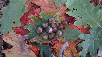 Abundance of acorns, Hunting for food, Nature's bounty, Wilderness survival HD wallpaper