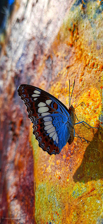 Animals, Pattern, Stains, Spots, Butterfly, Wings, Profile HD phone wallpaper