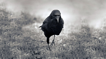 Black crow , Majestic bird, Nature's marvel, Avian beauty HD wallpaper