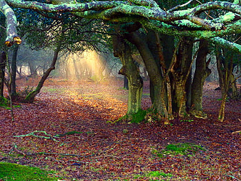 Beams, leaves, sunlight, branches, trees, forest HD wallpaper