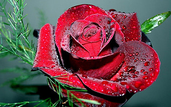 Drops, Macro, Bright, Rose Flower, Rose, Petals, Scarlet HD wallpaper