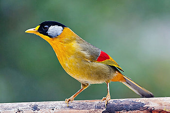 Beautiful Bird, colors, beautiful, bird HD wallpaper