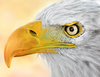 Bald eagle, yellow eyes, dom symbol, white feathers, eagle, yellow beak, raptor HD wallpaper