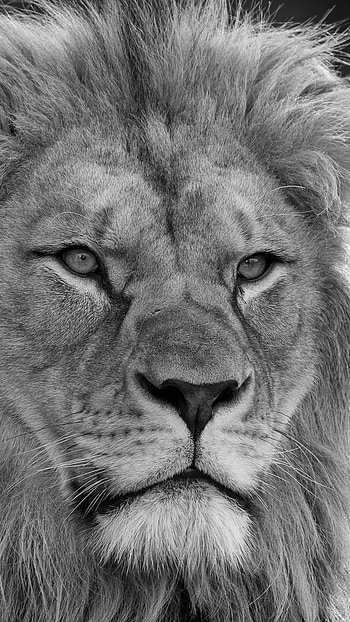 Black & White, Animal, lion HD phone wallpaper