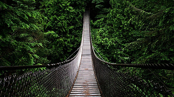 Forests bridges natural scenery backgrounds . HD wallpaper