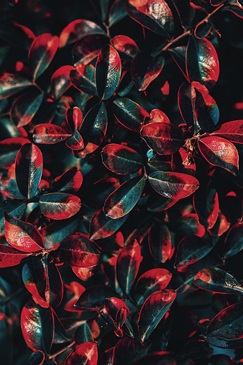 Nature, Leaves, Bush, Plant HD phone wallpaper