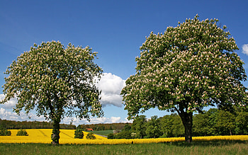Landscape with Chestnuts, field, rapeseed, blooms, spring, chestnuts HD wallpaper