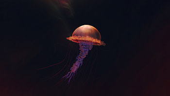 Illustrated jellyfish, Artistic representations, , Creativity unleashed HD wallpaper