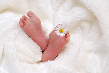 Close-up of newborn feet with a daisy on a fluffy white blanket. HD wallpaper