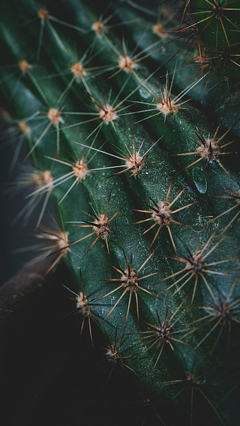 Needle, Macro, Cactus, Prickles, Thorns HD phone wallpaper