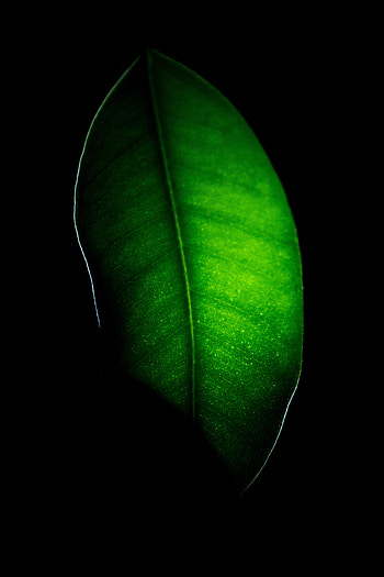 Macro, Dark, Leaflet HD phone wallpaper