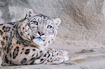 Animals, Snow Leopard, Muzzle, Spotted, Spotty, Sight, Opinion HD wallpaper