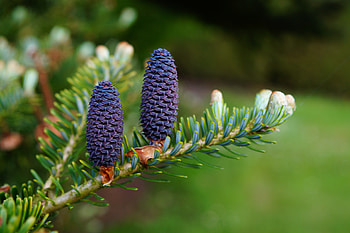 Nature, Cones, Needle, Branch, Needles HD wallpaper