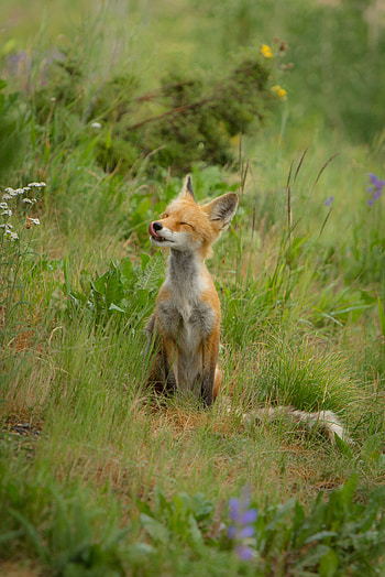 Animals, Grass, Fox, Young, Joey, Satisfied, Content HD phone wallpaper