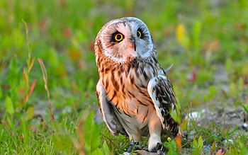 Animals, Grass, Owl, Bird, Predator HD wallpaper