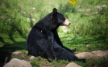 Animals, Grass, Sit, Bear, Waiting, Expectation HD wallpaper