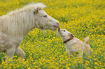 Dog, animal, kiss, horse HD wallpaper