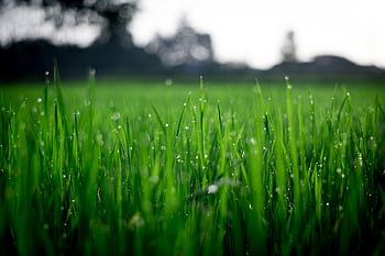 Close-up of lush green grass covered with morning dew in a rural field. HD wallpaper