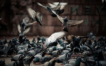 Flock, Pigeons HD wallpaper