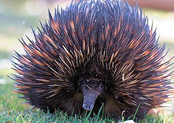 Enigmatic echidna, Puzzling monotreme, Intriguing features, Fonwall HD wallpaper