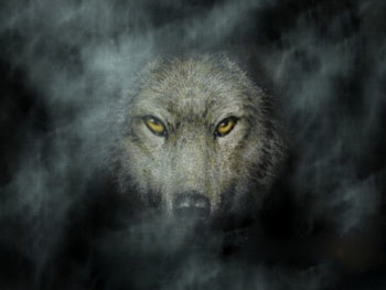 dark wolf, animal, wolf, dark, beauty HD wallpaper