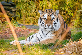 Animals, Predator, Tiger, Stripes, Animal, Strips HD wallpaper