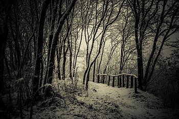 Winter, Nature, Trees, Snow, Path, Bw, Chb HD wallpaper