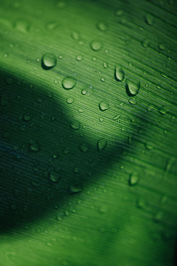 Drops, Macro, Surface, Leaflet HD phone wallpaper