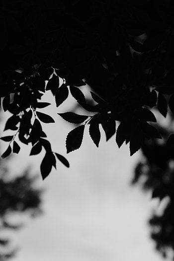 Leaves, Branches, Outlines, Bw, Chb HD phone wallpaper