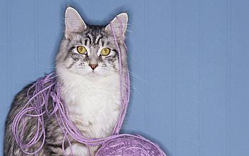 Animals, Cat, Fluffy, Muzzle, Sight, Opinion, Playful, Threads, Thread HD wallpaper