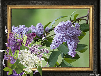 A WATERFALL OF BEAUTY, FLOWERS, FRAMED, , LILAC HD wallpaper