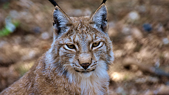 Cat wildlife, Prowling lynx, , Captivating wilderness HD wallpaper