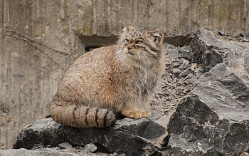 Animals, Stones, Sit, Pallas' Cat, Manul HD wallpaper