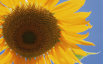 Sunflower Glow — Nature, nature, sunflower HD wallpaper